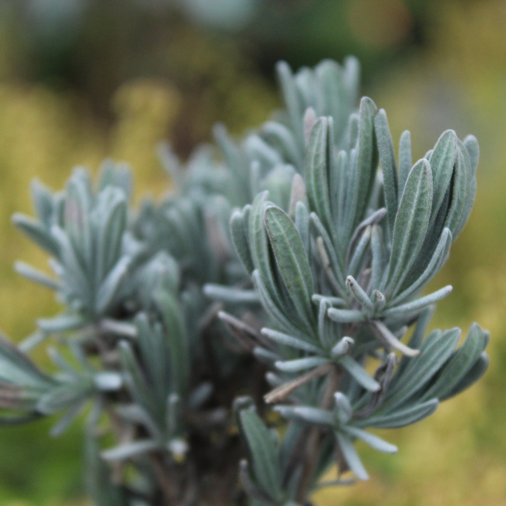 Lavender Pacific Blue Image