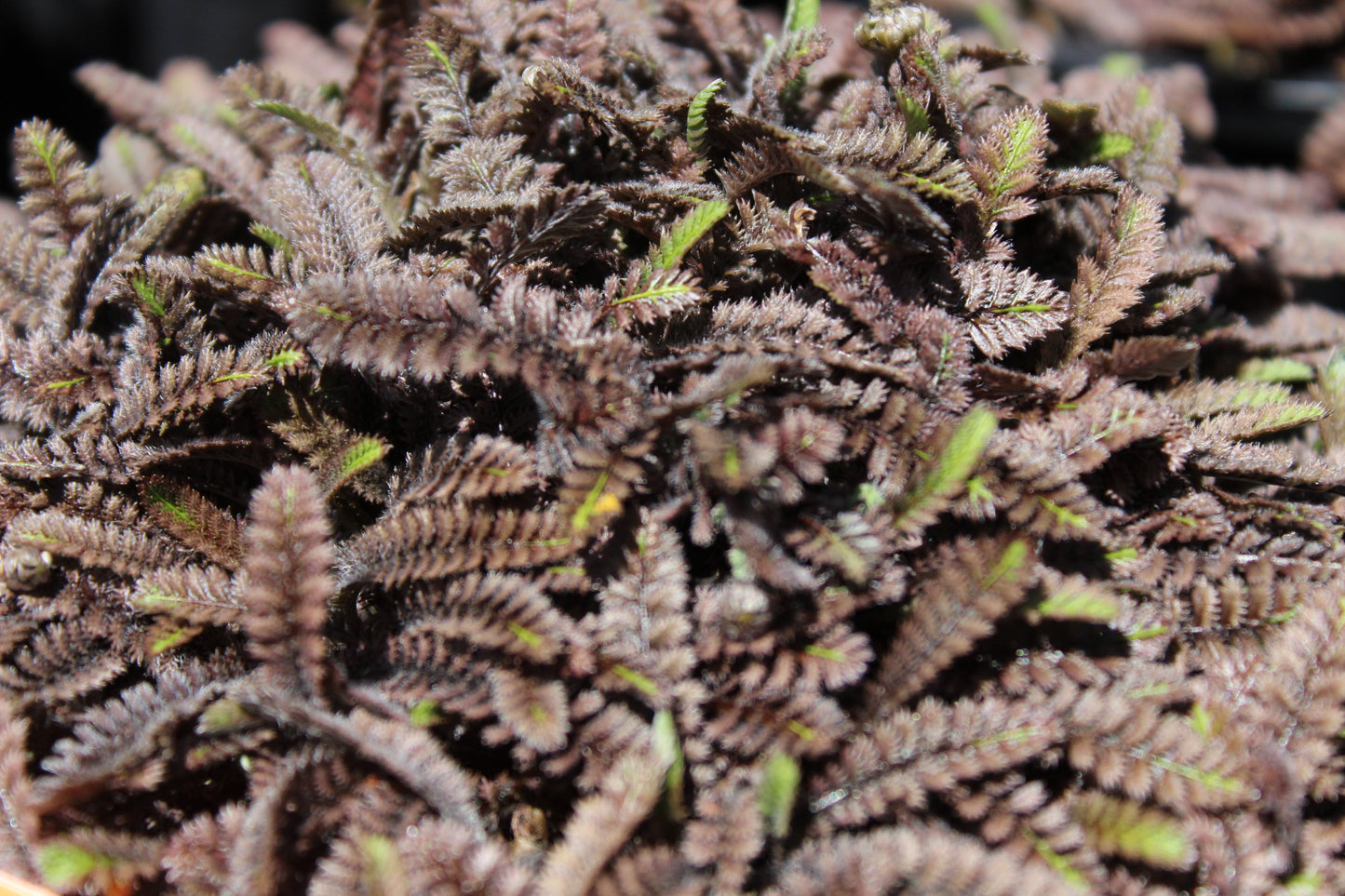 Leptinella squalida Platts Black