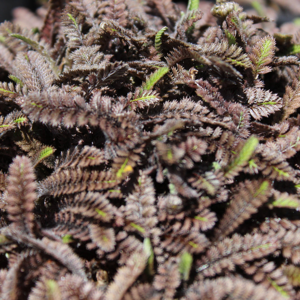 Leptinella squalida Platts Black Image