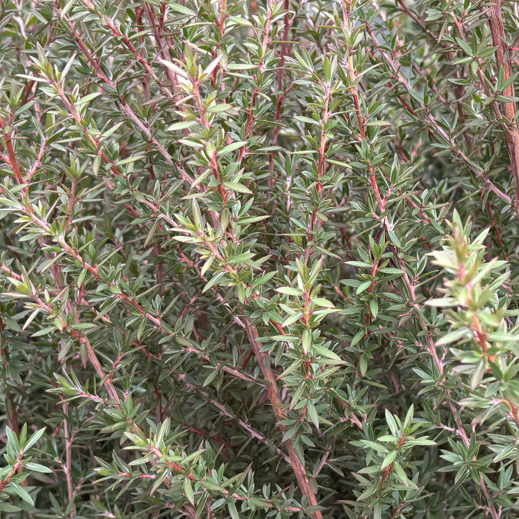 Leptospermum Blossom Image