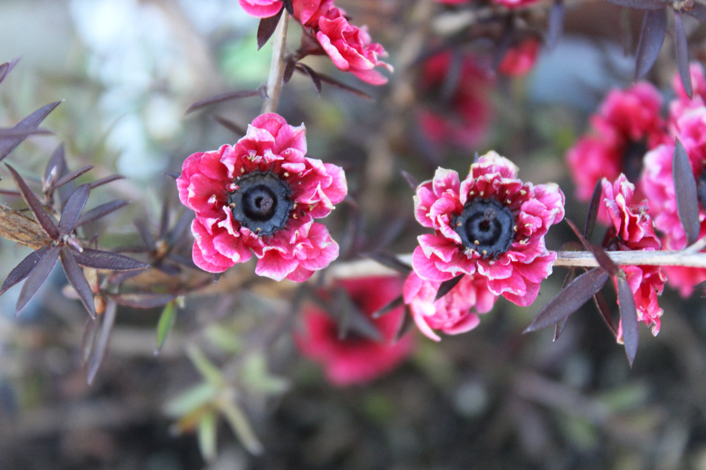 Leptospermum Burgundy Queen 2