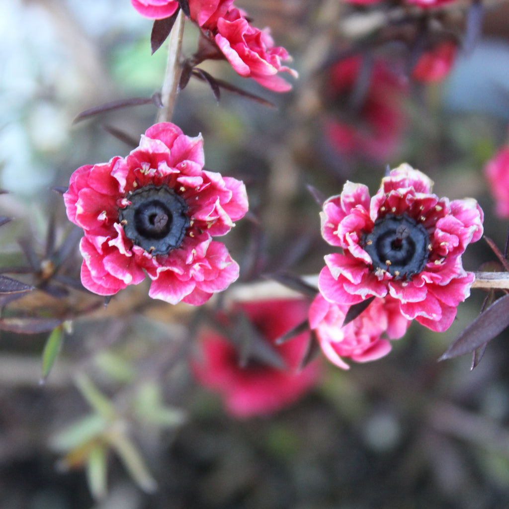 Leptospermum Burgundy Queen Image