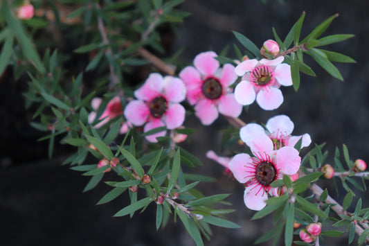 Leptospermum Martinii 2