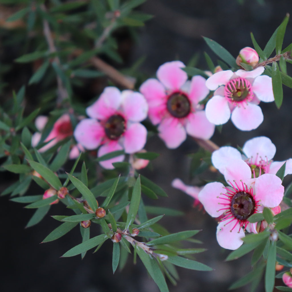 Leptospermum Martinii Image