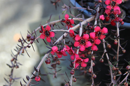 Leptospermum Red Falls.