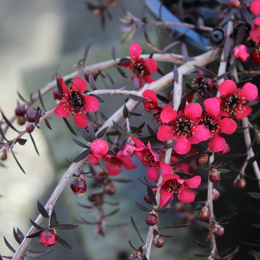Leptospermum Red Falls Image