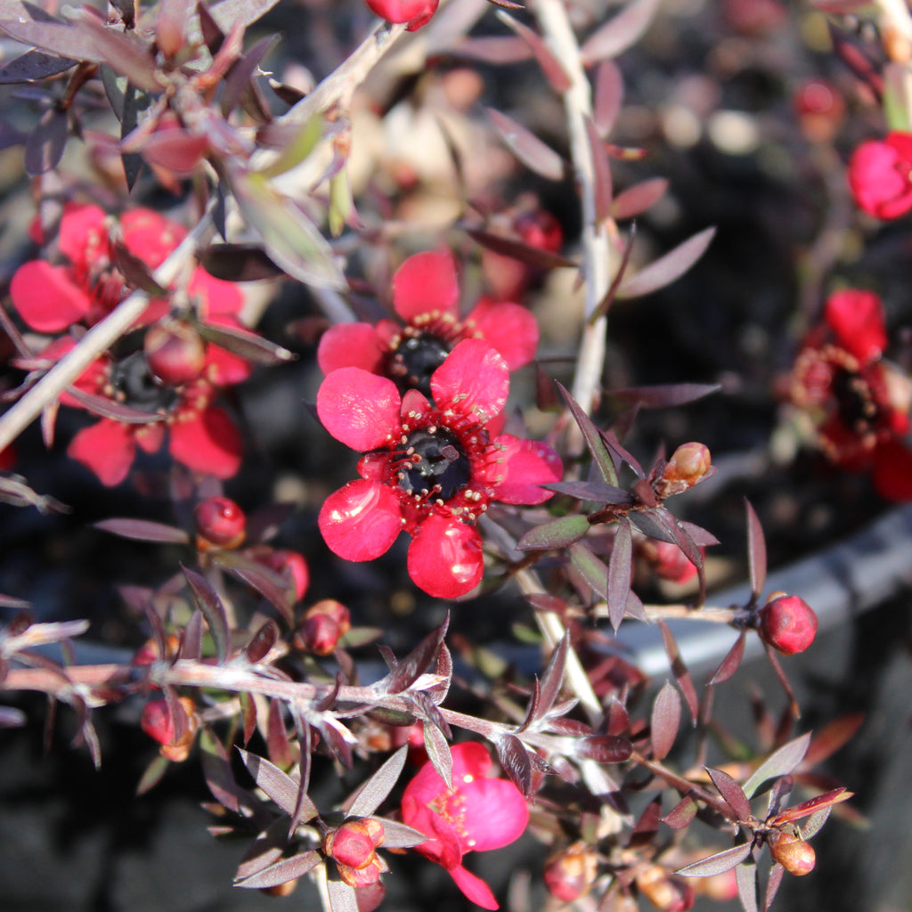 Leptospermum Red Falls Image