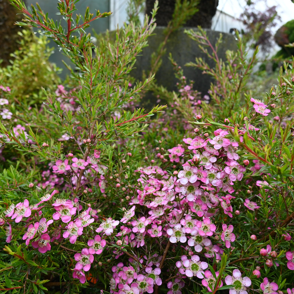 Leptospermum Tickled Pink Image