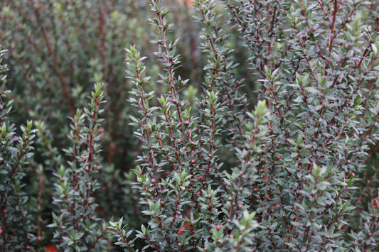 Leptospermum Wiri Joan