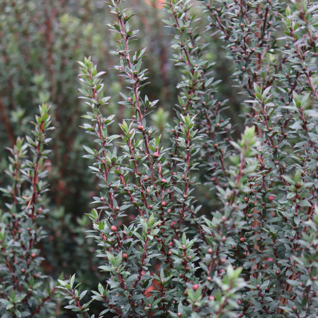 Leptospermum Wiri Joan Image