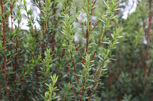 Leptospermum Wiri Linda