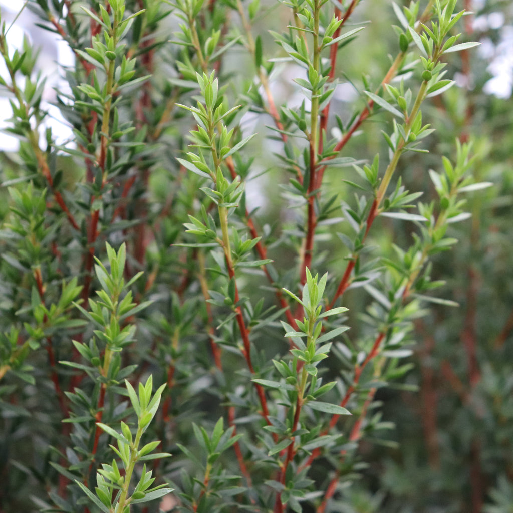 Leptospermum Wiri Linda Image