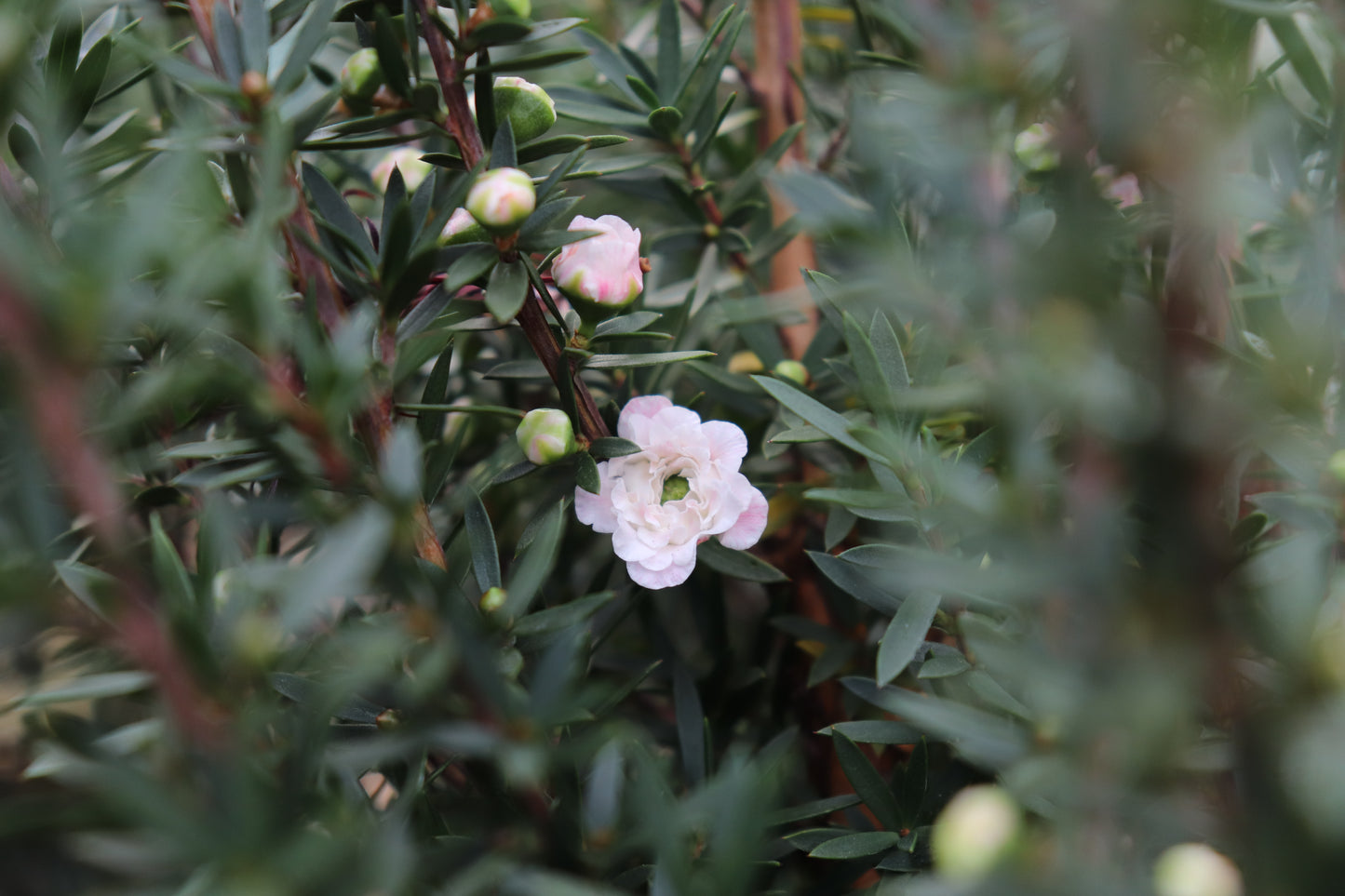 Leptospermum Wiri Linda 2