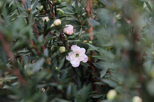 Leptospermum Wiri Linda 2