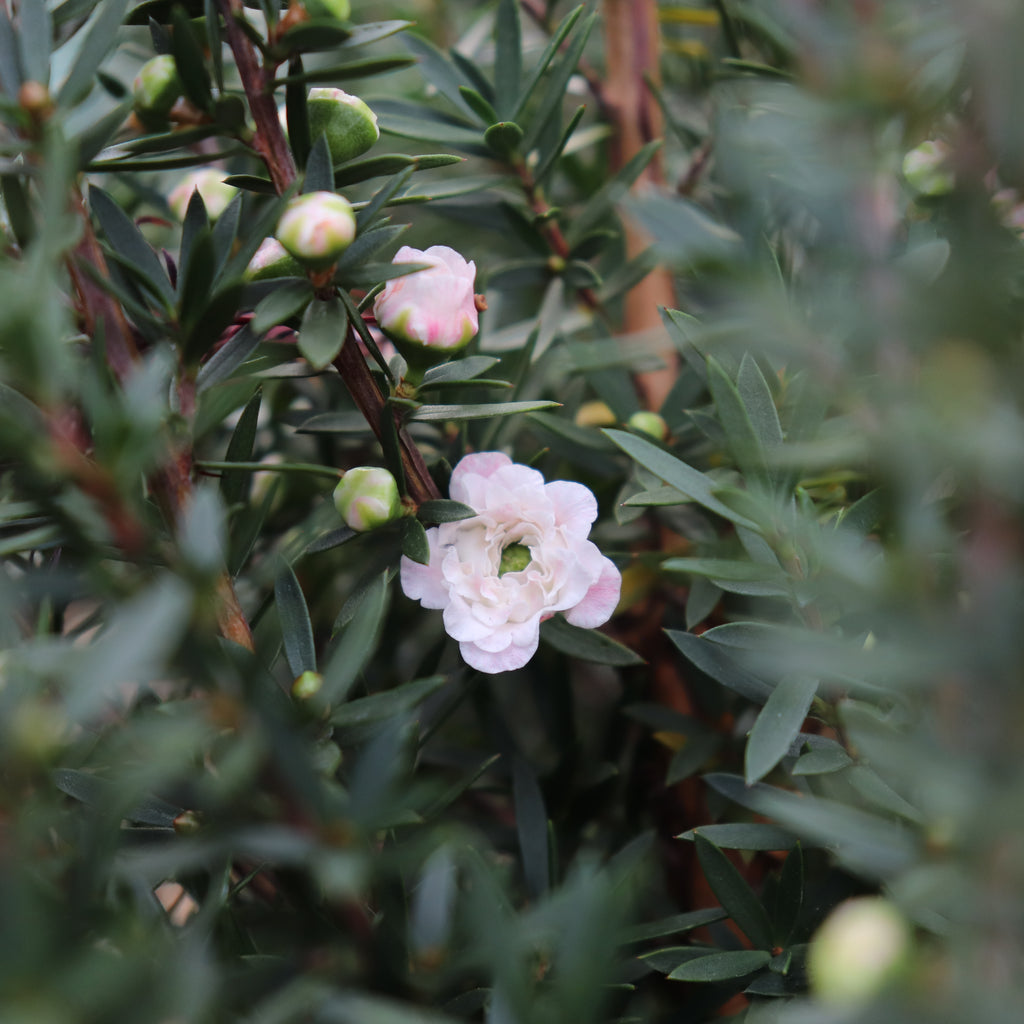 Leptospermum Wiri Linda Image