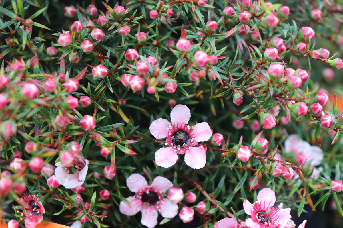 Leptospermum nanum Huia