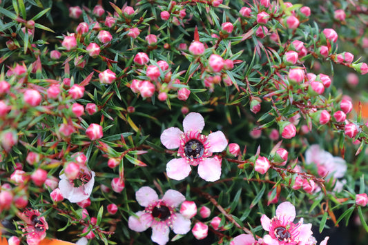 Leptospermum nanum Huia
