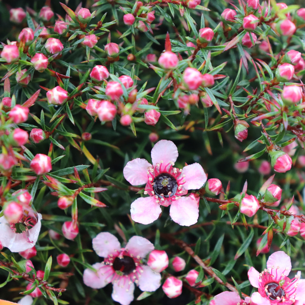 Leptospermum nanum Huia Image