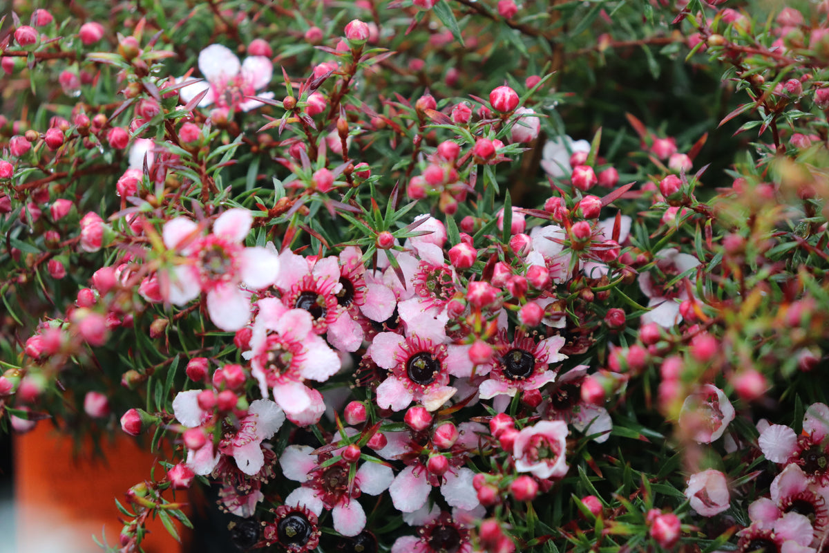 Leptospermum nanum Huia 2
