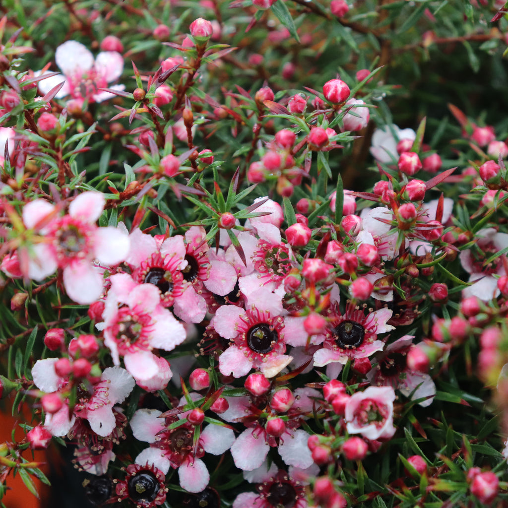 Leptospermum nanum Huia Image
