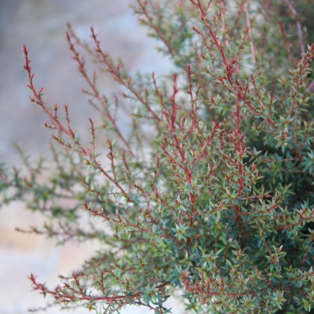 Leptospermum nanum Kea Image
