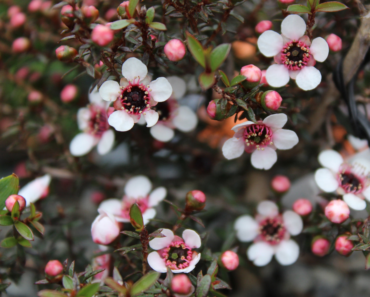 Leptospermum nanum Kea 3