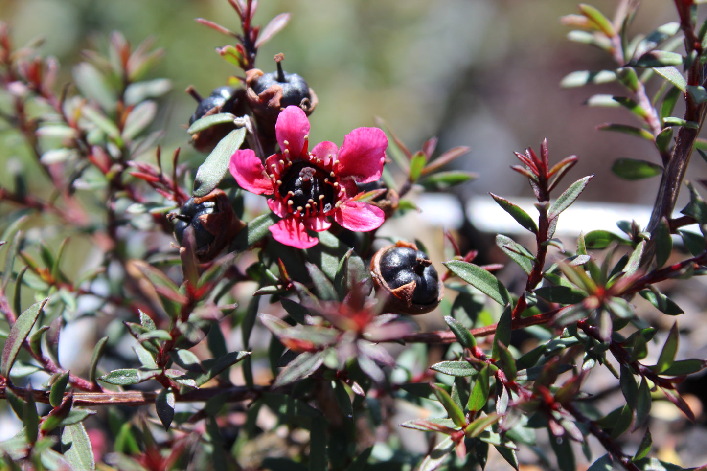 Leptospermum nanum Kiwi