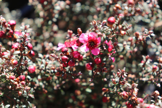 Leptospermum nanum Ruru
