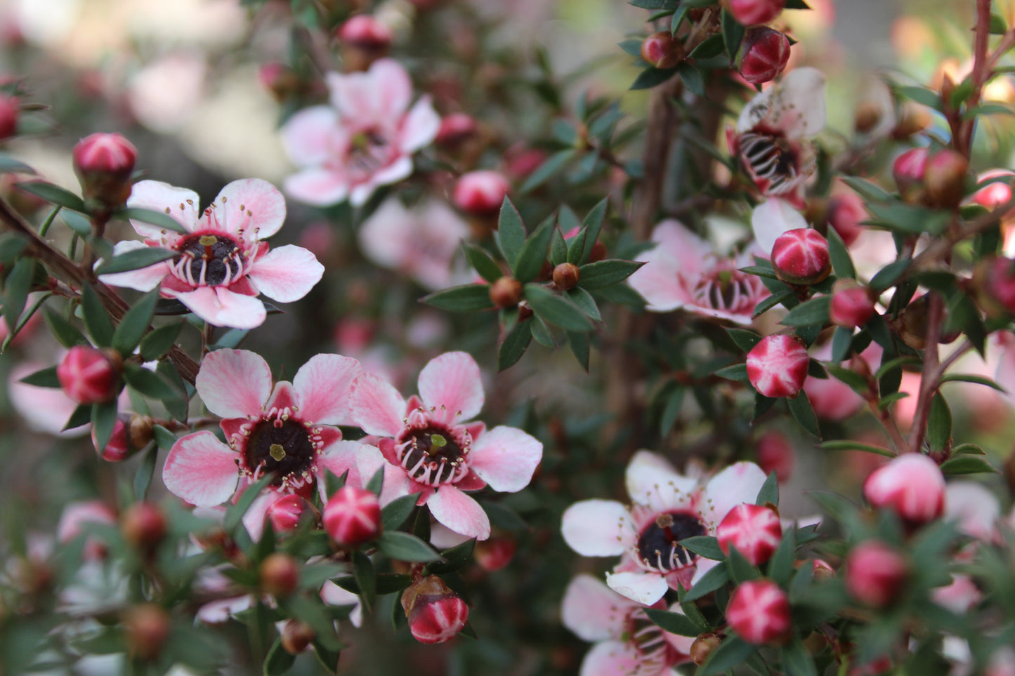 Leptospermum nanum Tui.