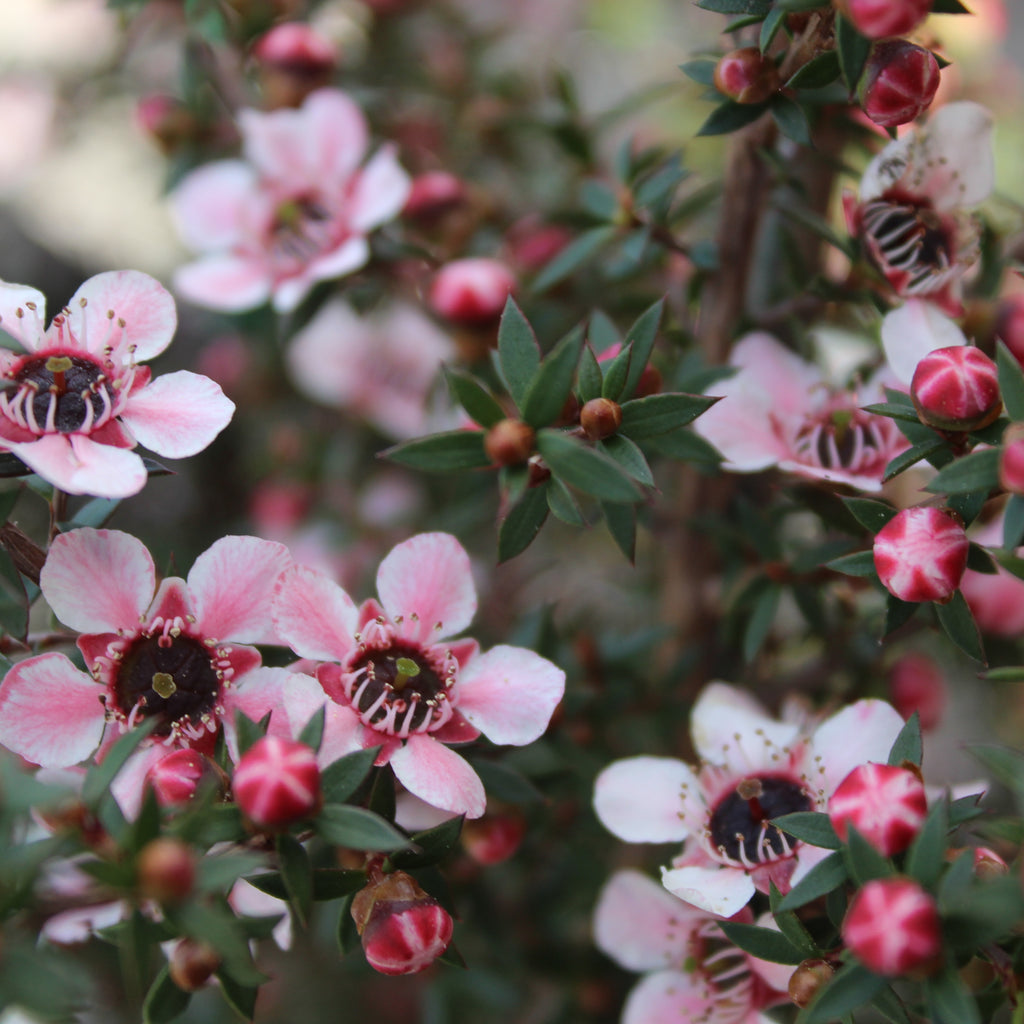 Leptospermum nanum Tui Image