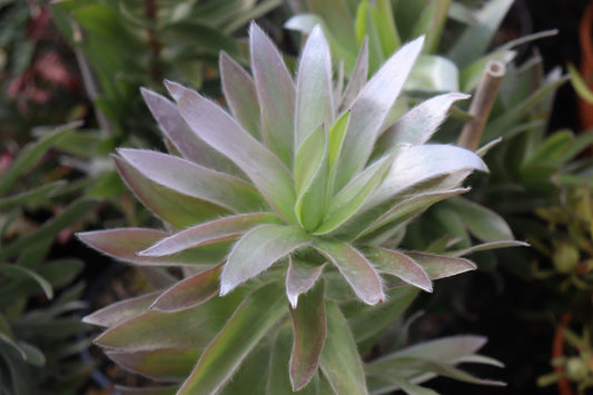 Leucadendron Argenteum