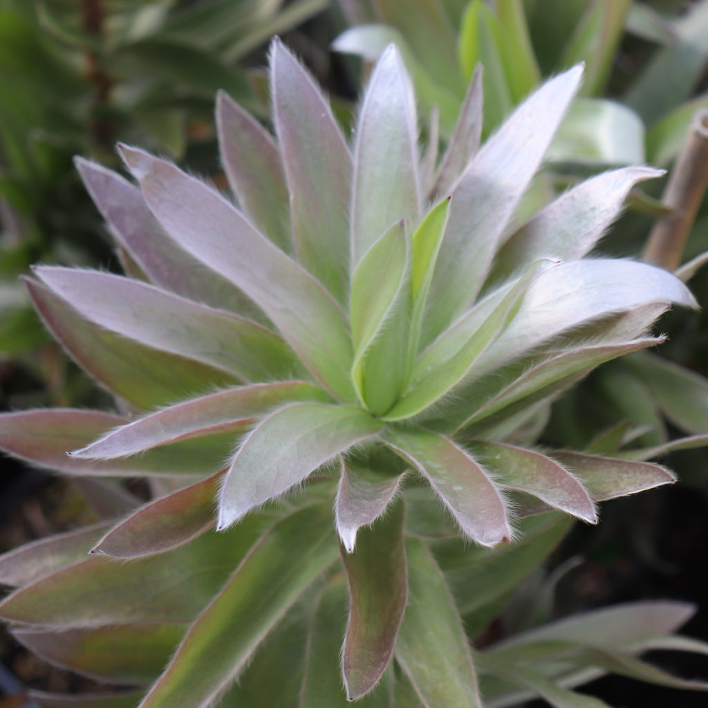 Leucadendron Argenteum Image