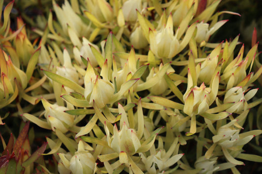 Leucadendron Cream Delight