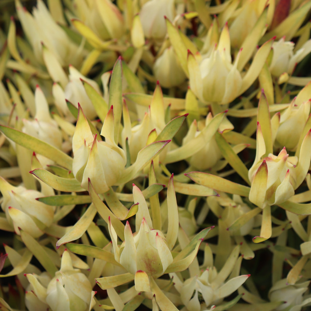 Leucadendron Cream Delight Image