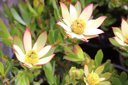 Leucadendron Harvest