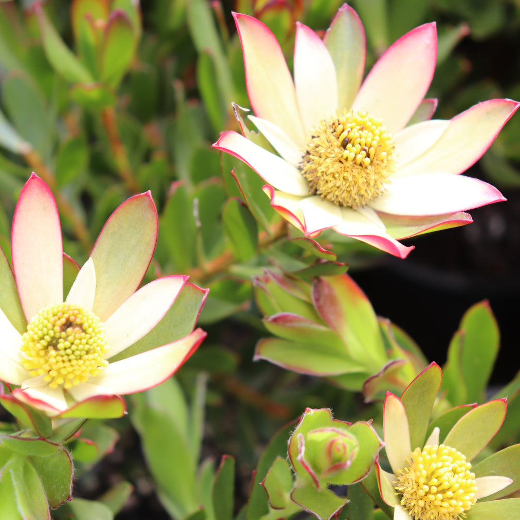 Leucadendron Harvest Image