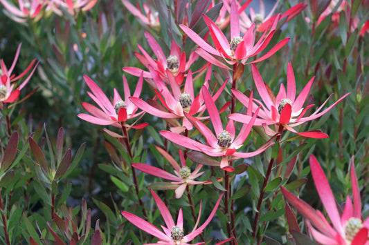 Leucadendron Loving Memories
