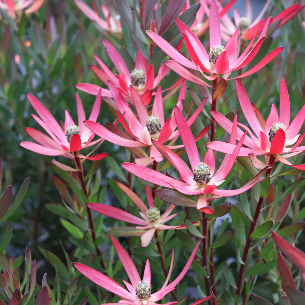 Leucadendron Loving Memories Image