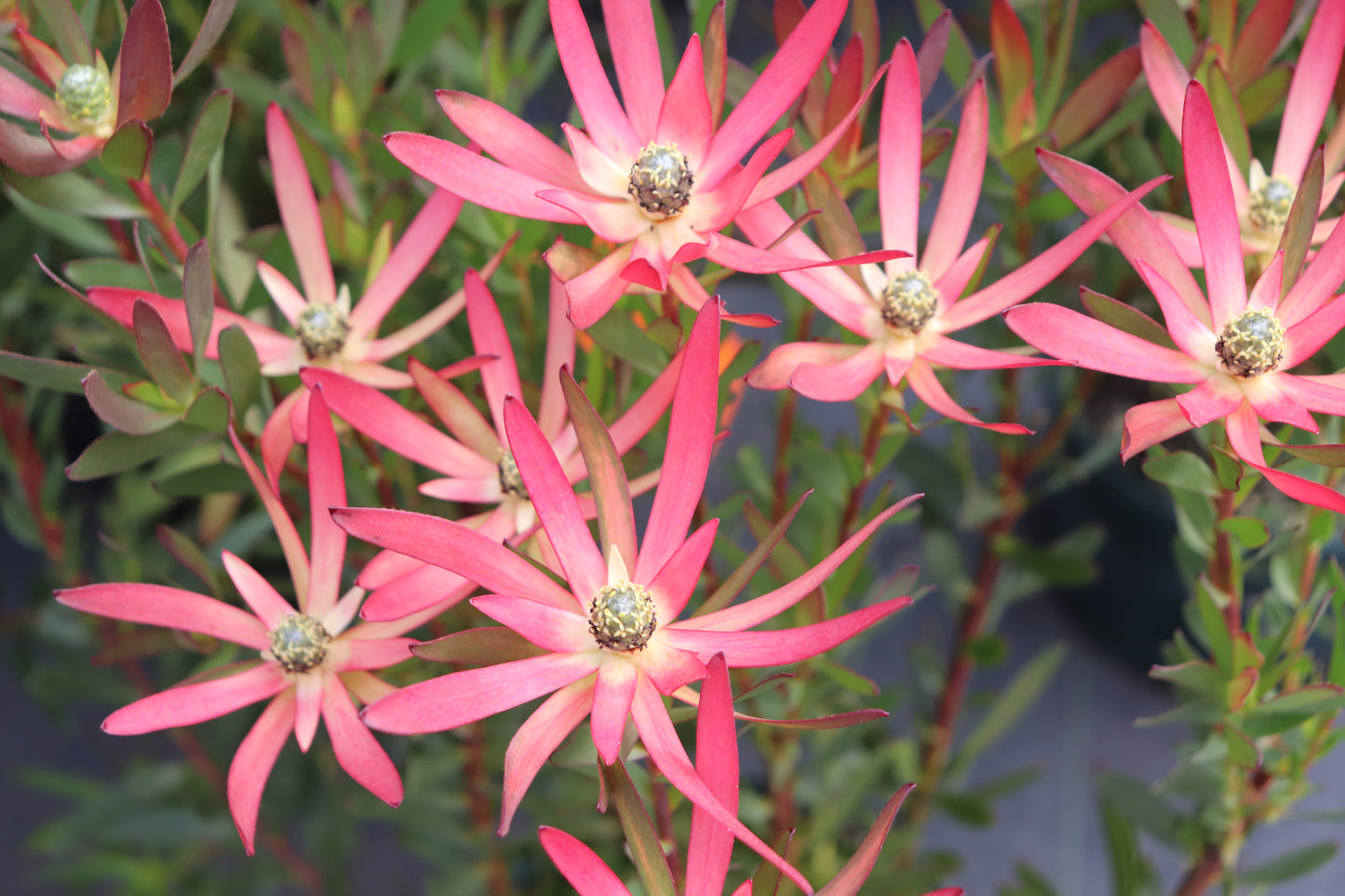 Leucadendron Loving Memories 2