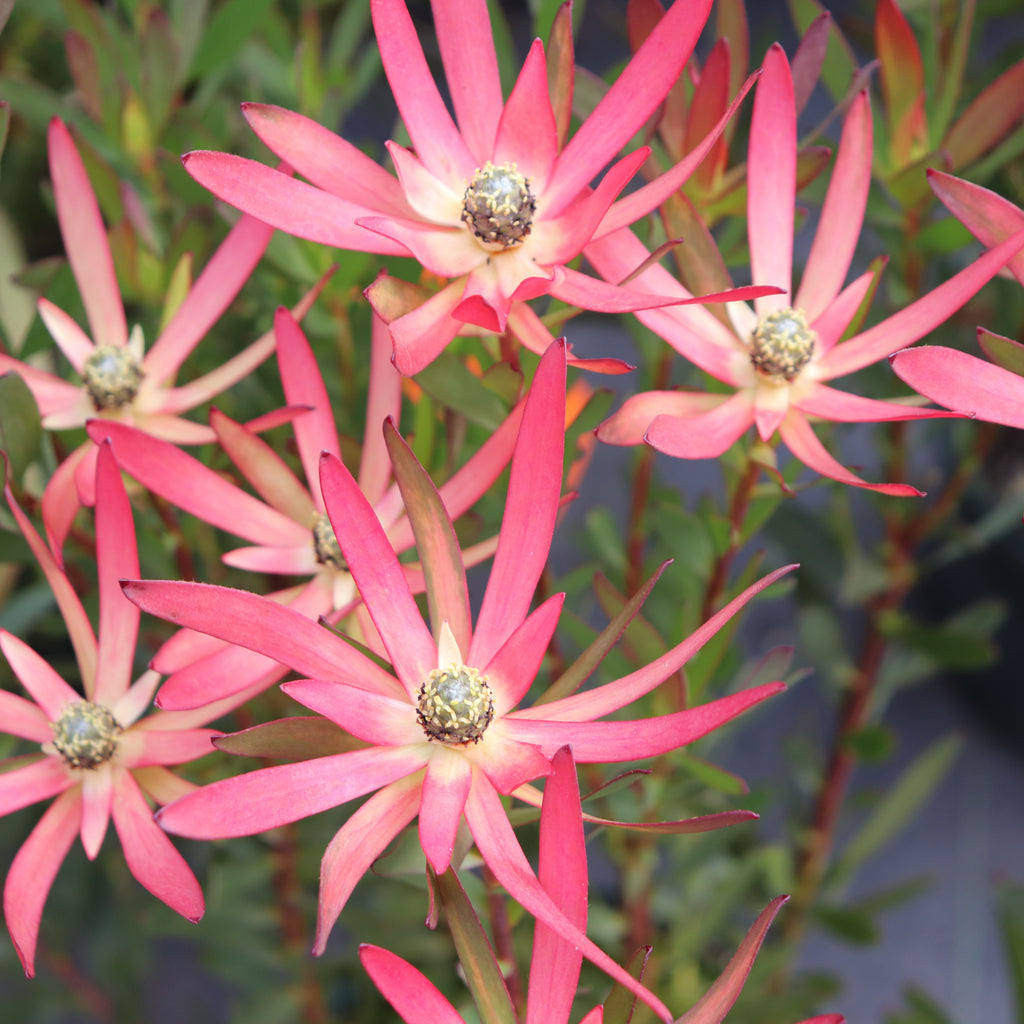 Leucadendron Loving Memories Image