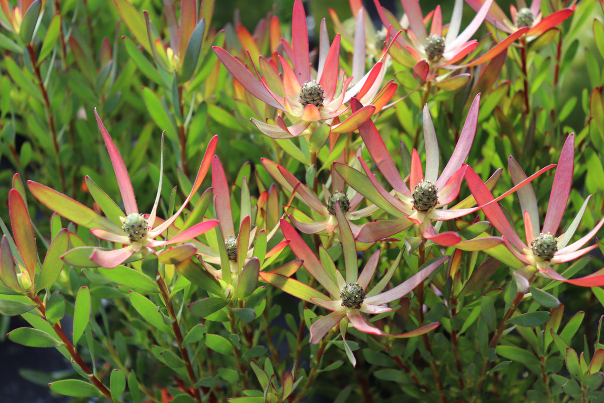 Leucadendron Loving Memories 3