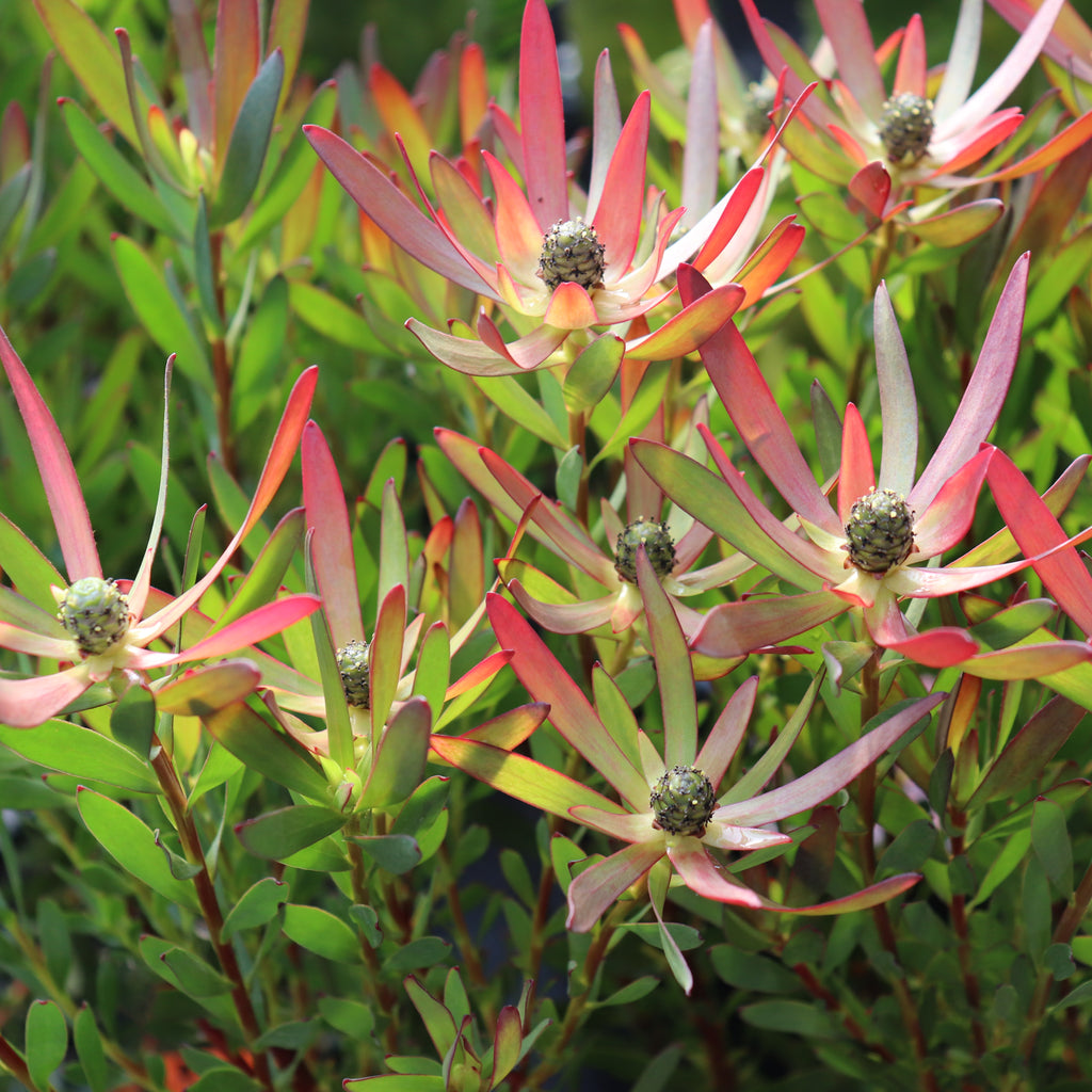 Leucadendron Loving Memories Image