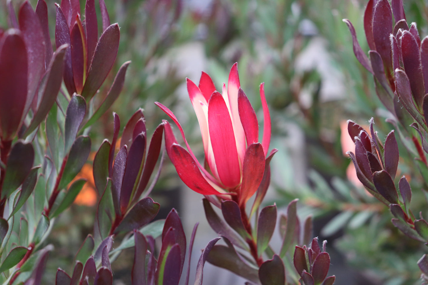 Leucadendron Plum Passion 2