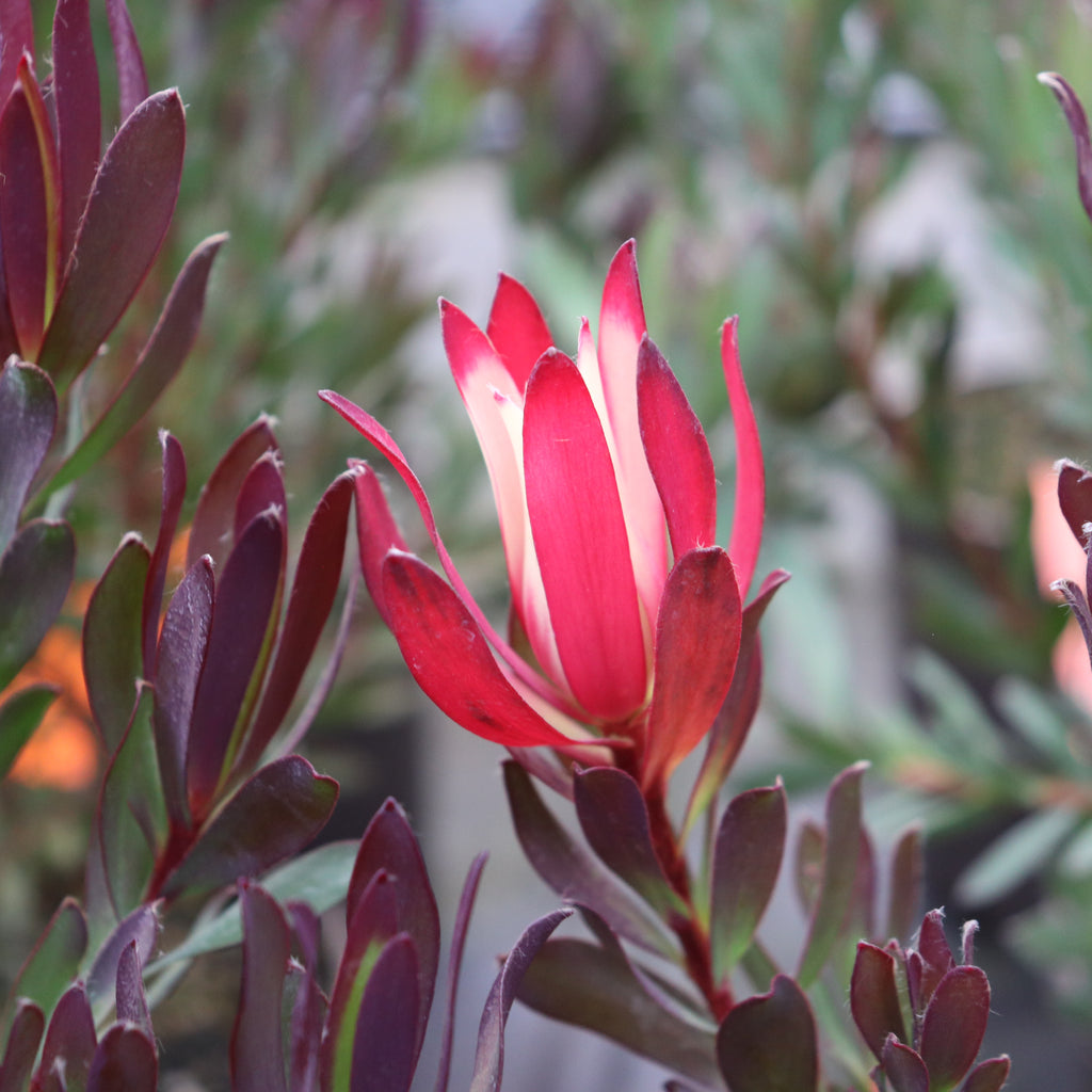Leucadendron Plum Passion Image