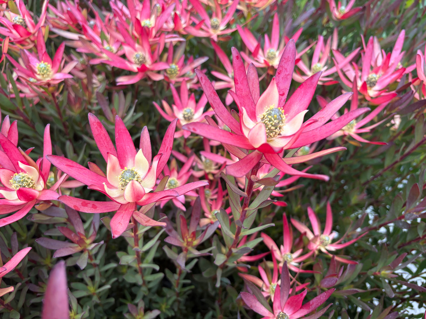 Leucadendron Valentina