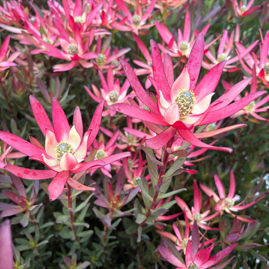 Leucadendron Valentina Image