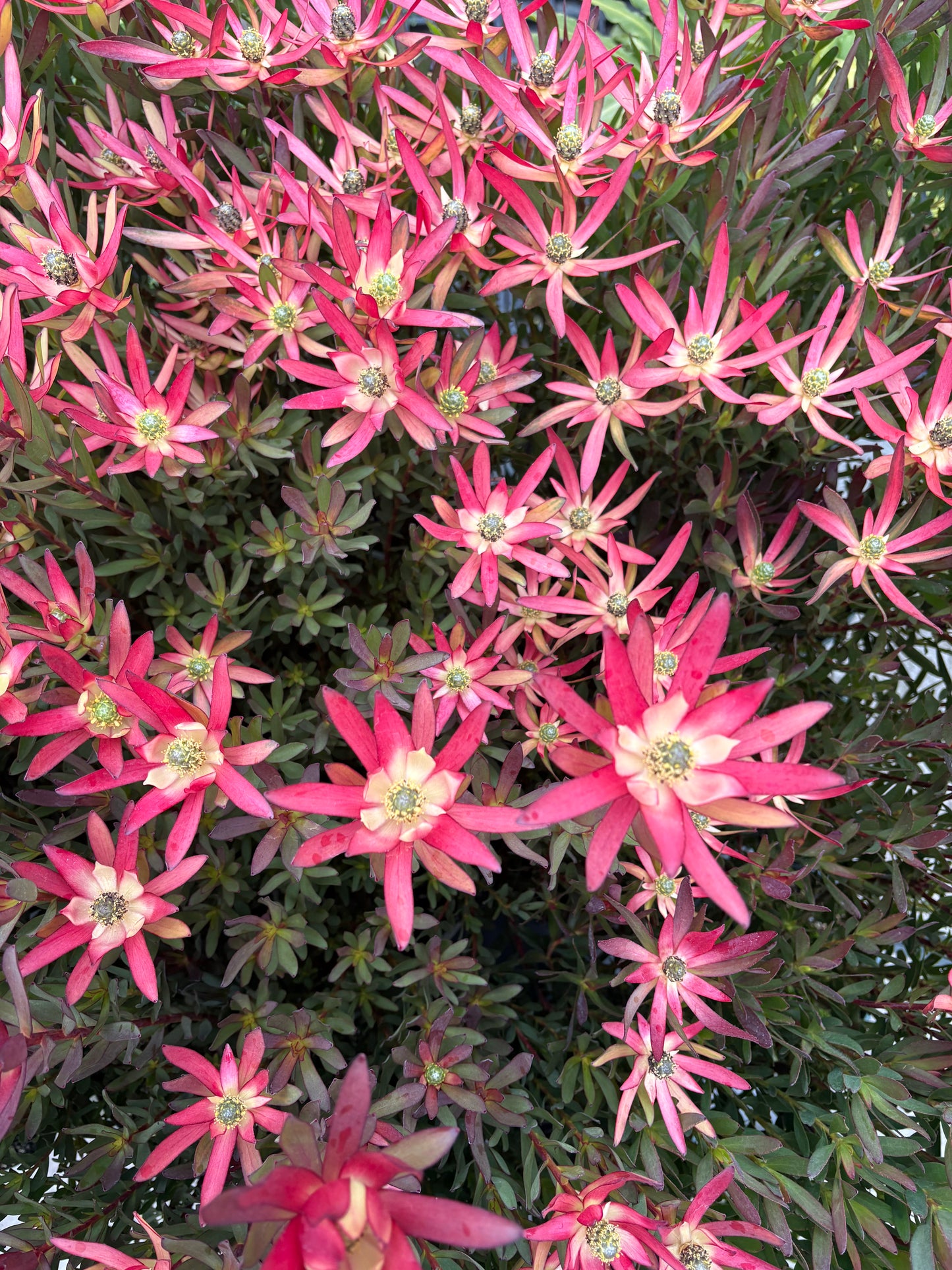 Leucadendron Valentina 2