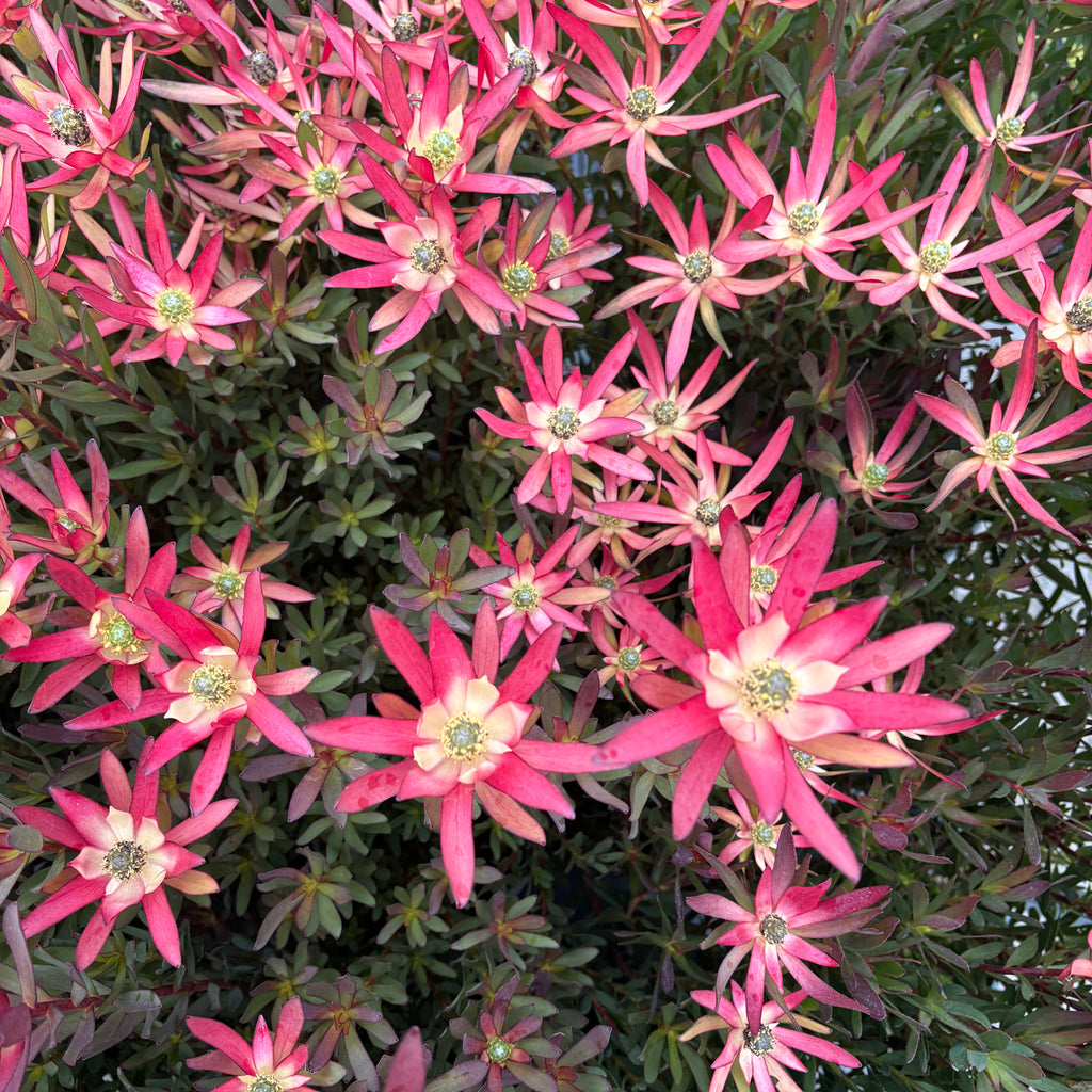 Leucadendron Valentina Image