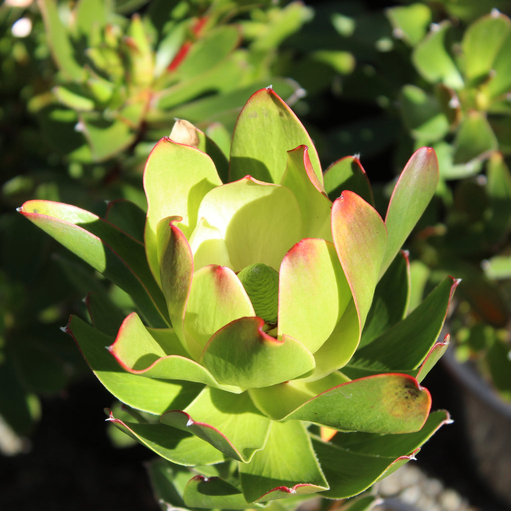 Leucadendron Waterlily Image