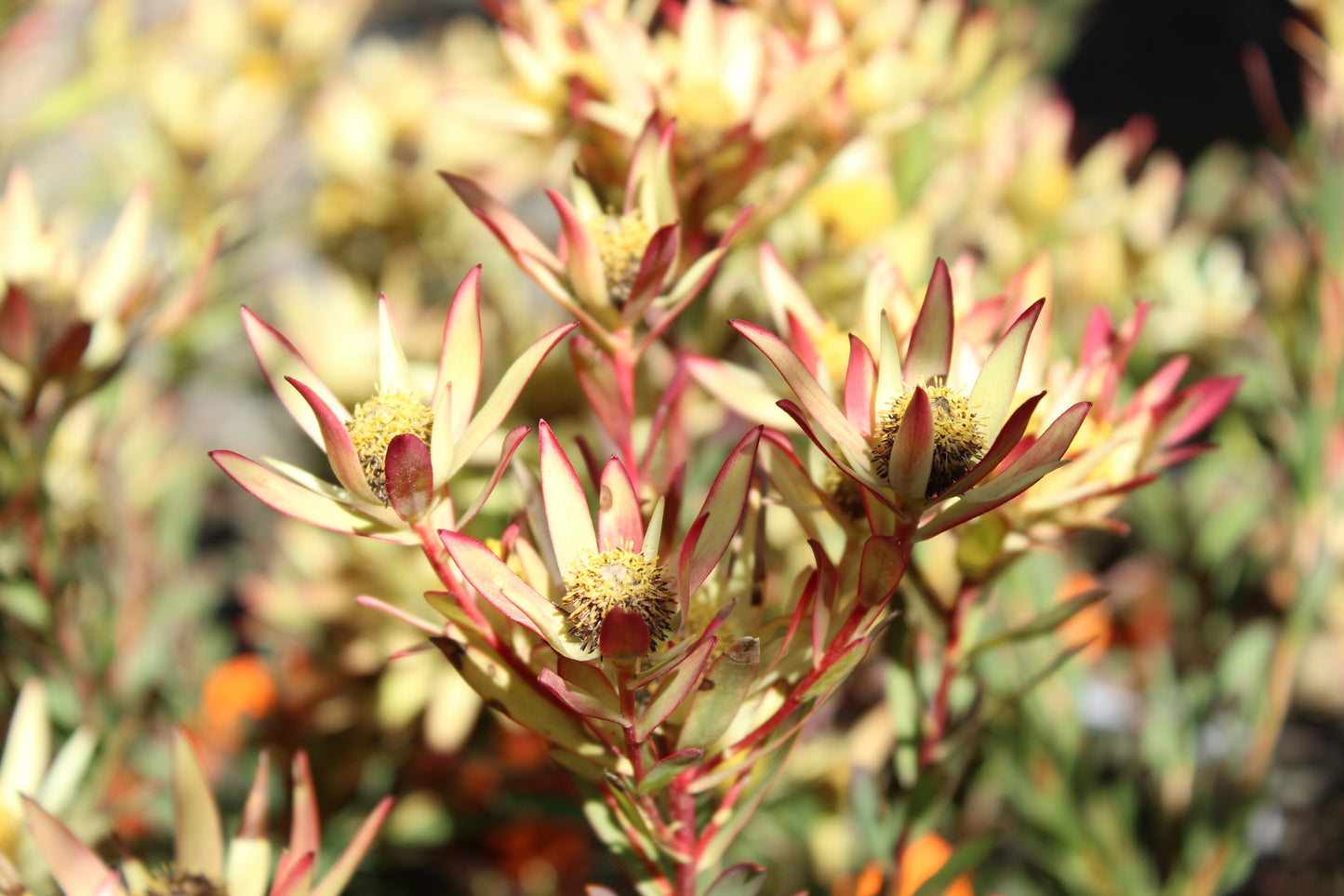 Leucadendron superstar